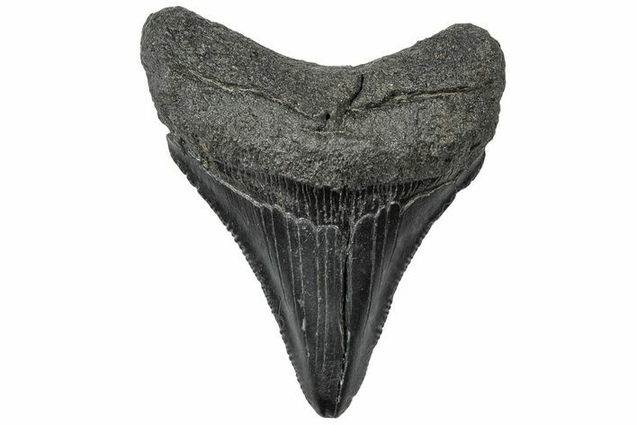 Serrated, Juvenile Megalodon Tooth - South Carolina #310454